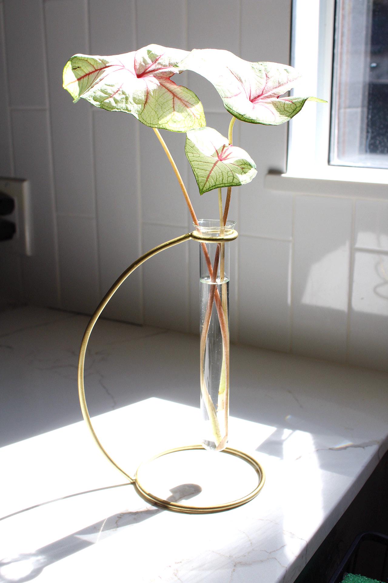 Glass Bud Vase Propagation Tube Removable Brass Stand Minimal Decor Boho Decor Single Flower Display Plant Propagation Modern Home Decor Minimalist Floral Arrangement Wedding Centerpiece