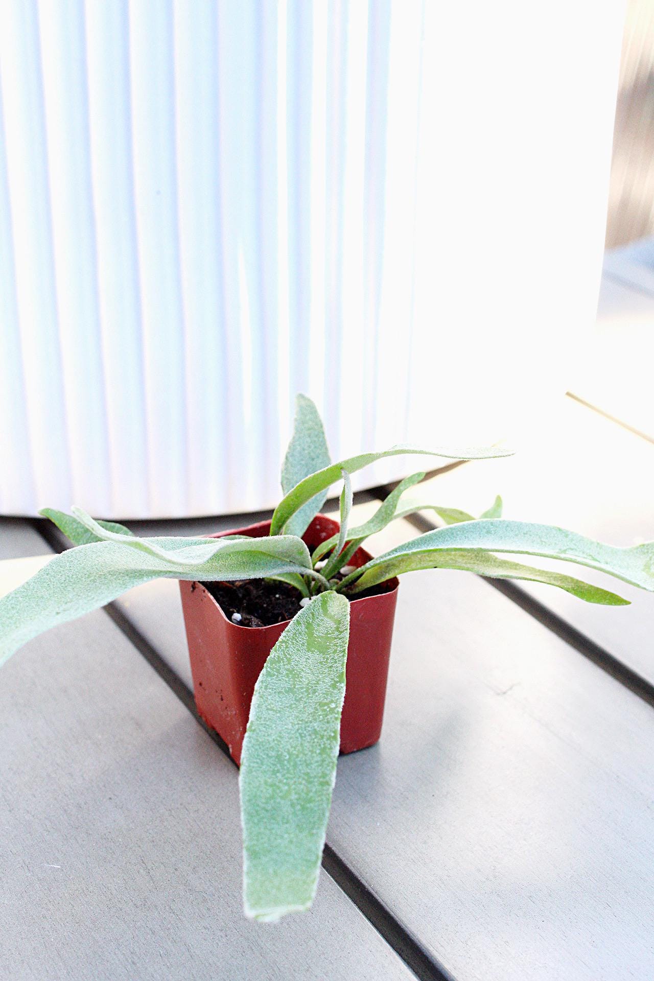 Staghorn Fern Plant Small Houseplant Desk Plant Office Plant Live Houseplant Birthday Gift Plant Plant Lover Gift Tropical Home Decor Indoor Fern Miniature Plant