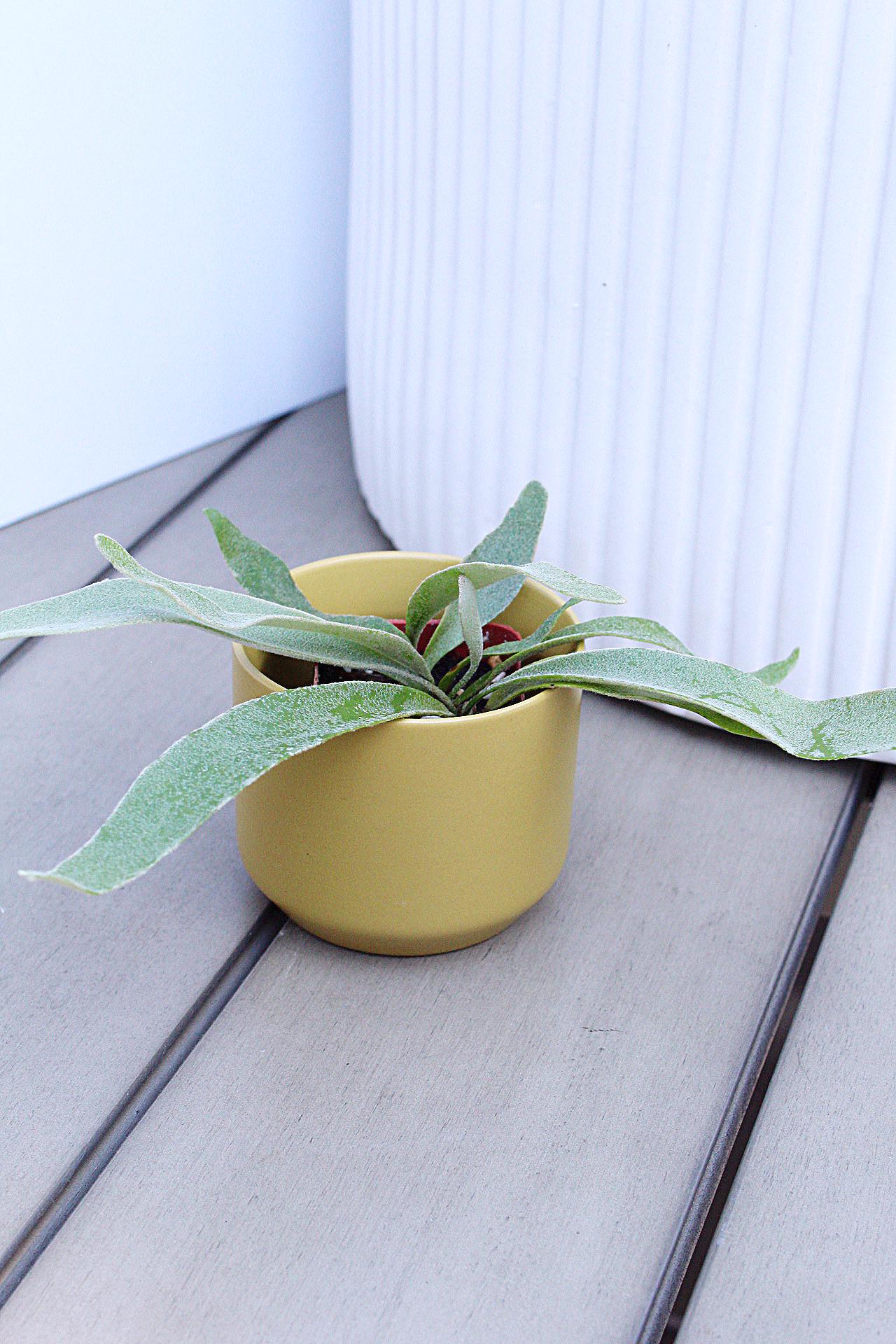 Indoor Fern Small Houseplant Desk Plant Beginner Plant Plant Gift Houseplant Enthusiast Gift Plant Collector Gift Office Plant Tropical Home Decor