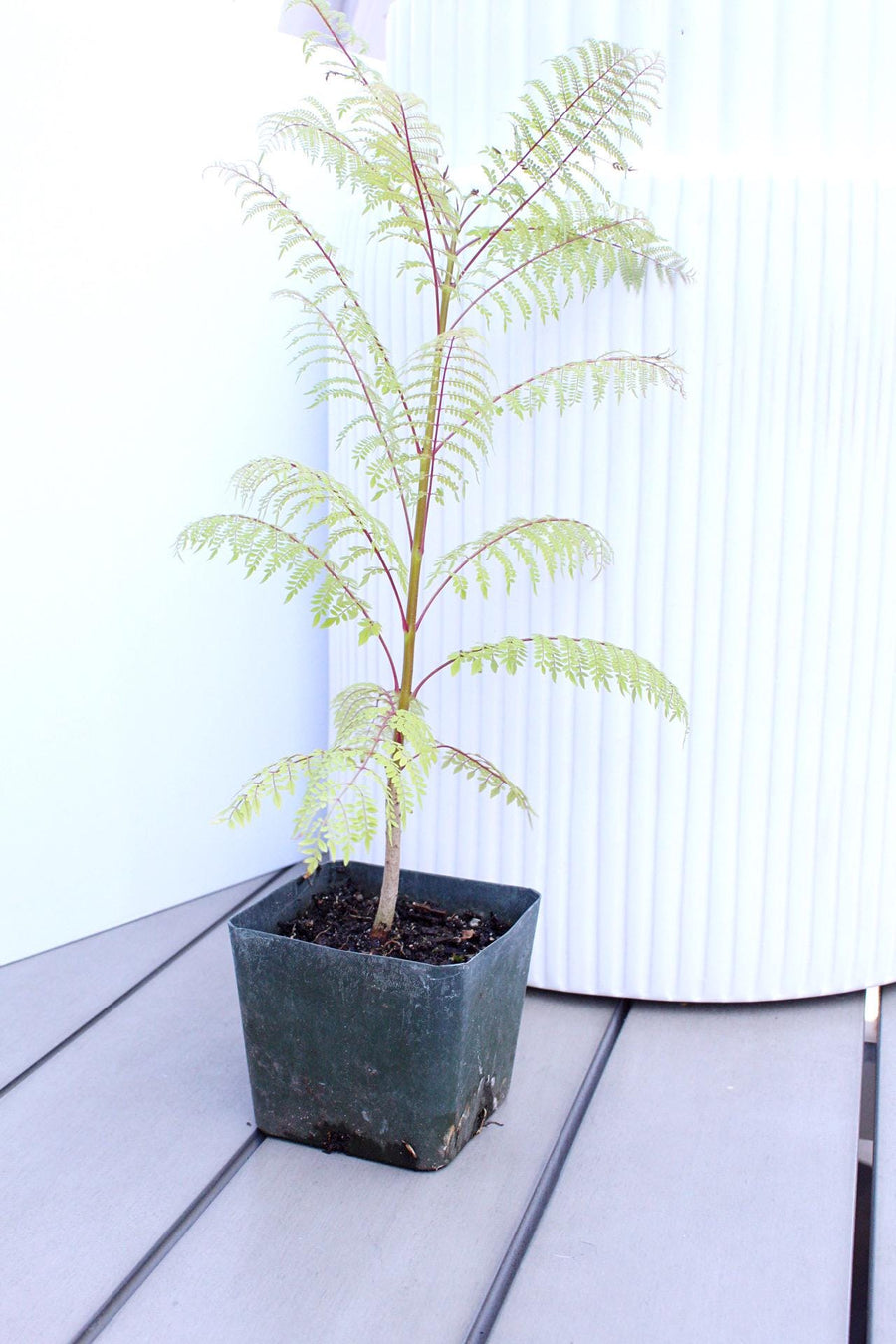 Jacaranda Mimosifolia Starter Exotic Plant Gift Tropical Garden Starter Ornamental Tree Seedling Live Plant for Garden Bonsai Project Starter Indoor Houseplant