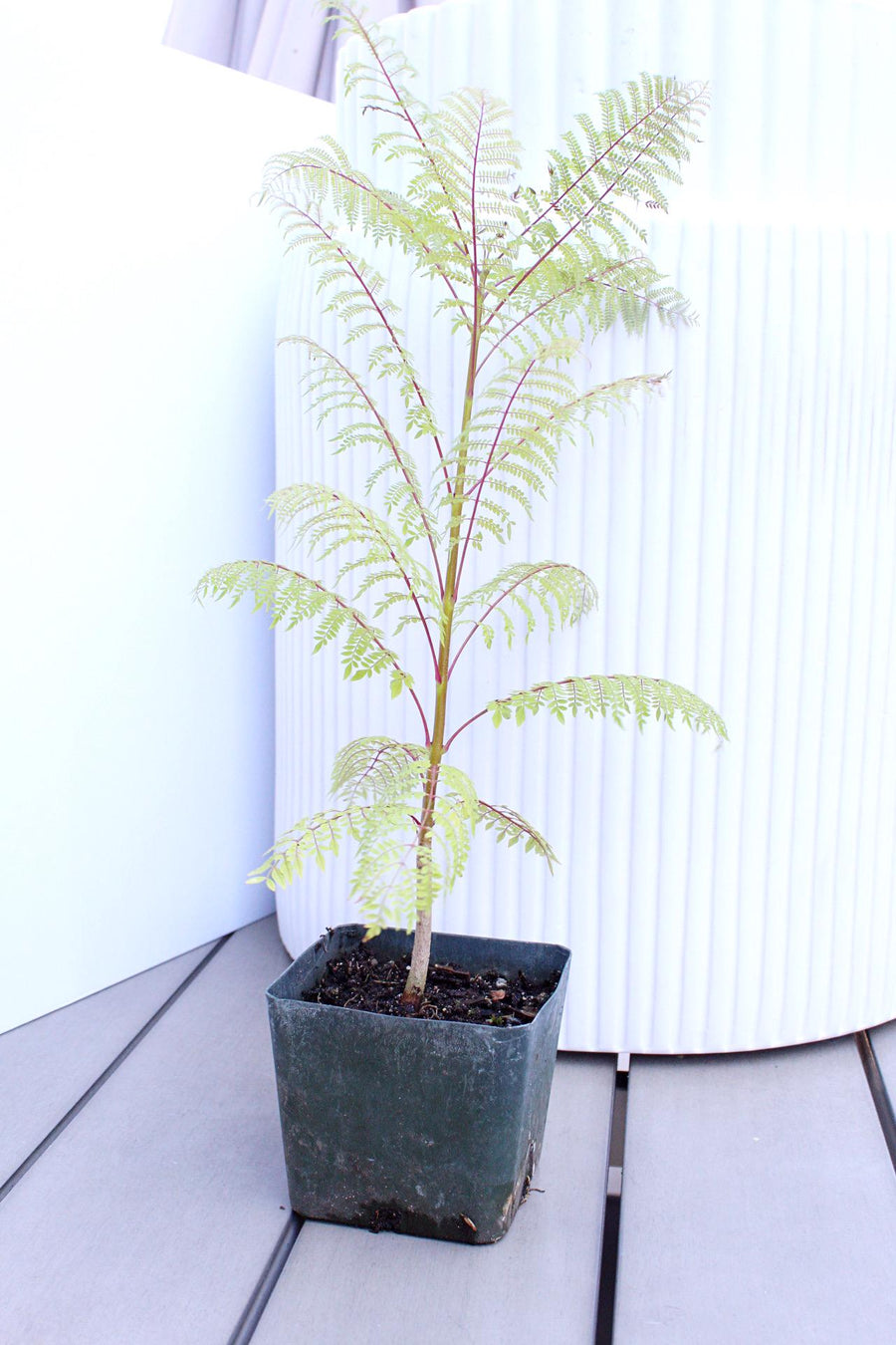 Jacaranda Mimosifolia Starter Exotic Plant Gift Tropical Garden Starter Ornamental Tree Seedling Live Plant for Garden Bonsai Project Starter Indoor Houseplant 4 inch pot