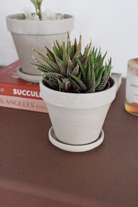 Small Clay Pot Succulent Planter Indoor Planter Drainage Pot Plant Pot with Drainage Plant Parent Gift Modern Planter Neutral Planter Tabletop Planter