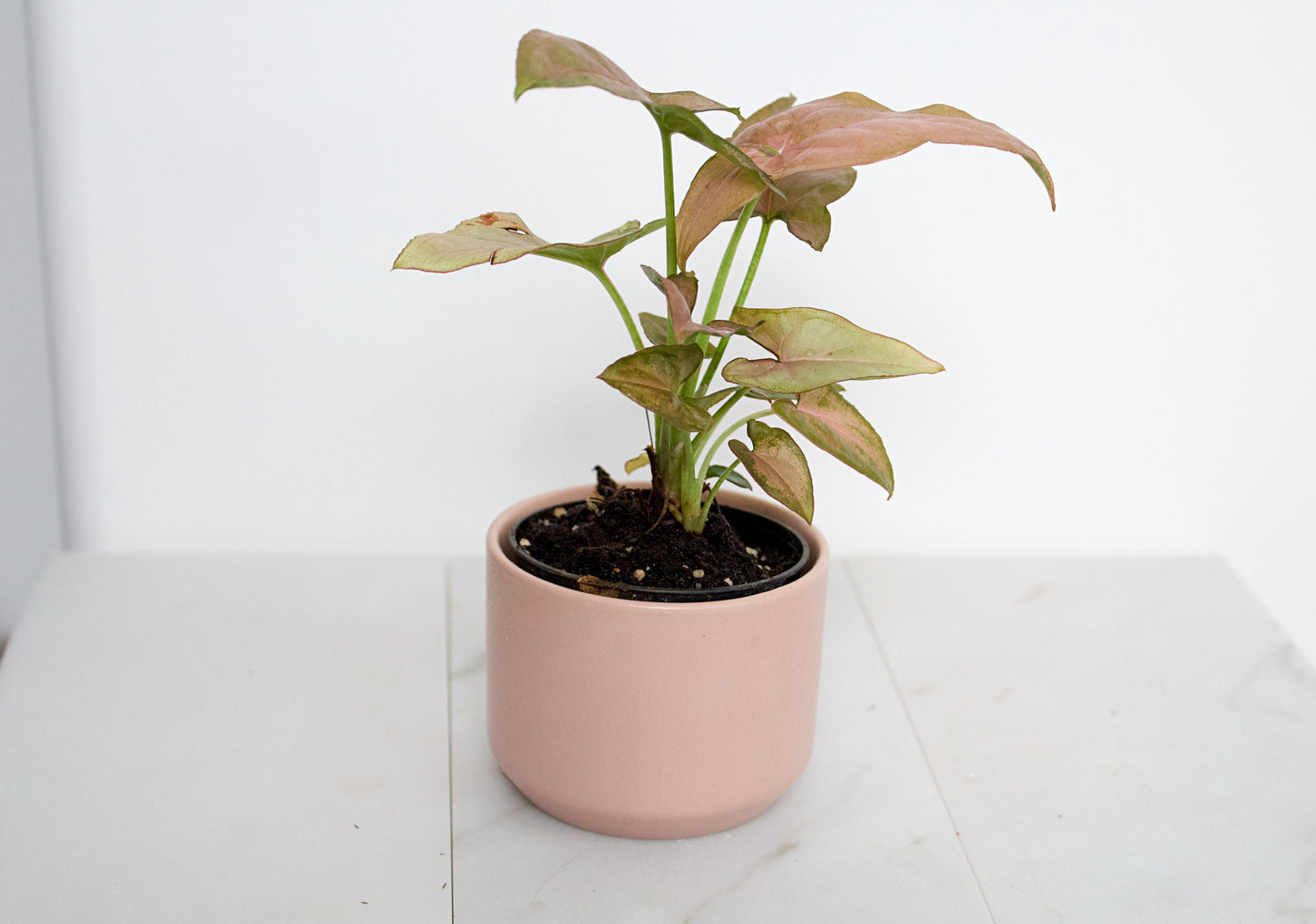 Pink Planter Ceramic Planter Mini Planter Small Planter Succulent Pot Cactus Planter Desk Decor Apartment Decor Plant Lover Gift Birthday Gift for Her Coworker Gift