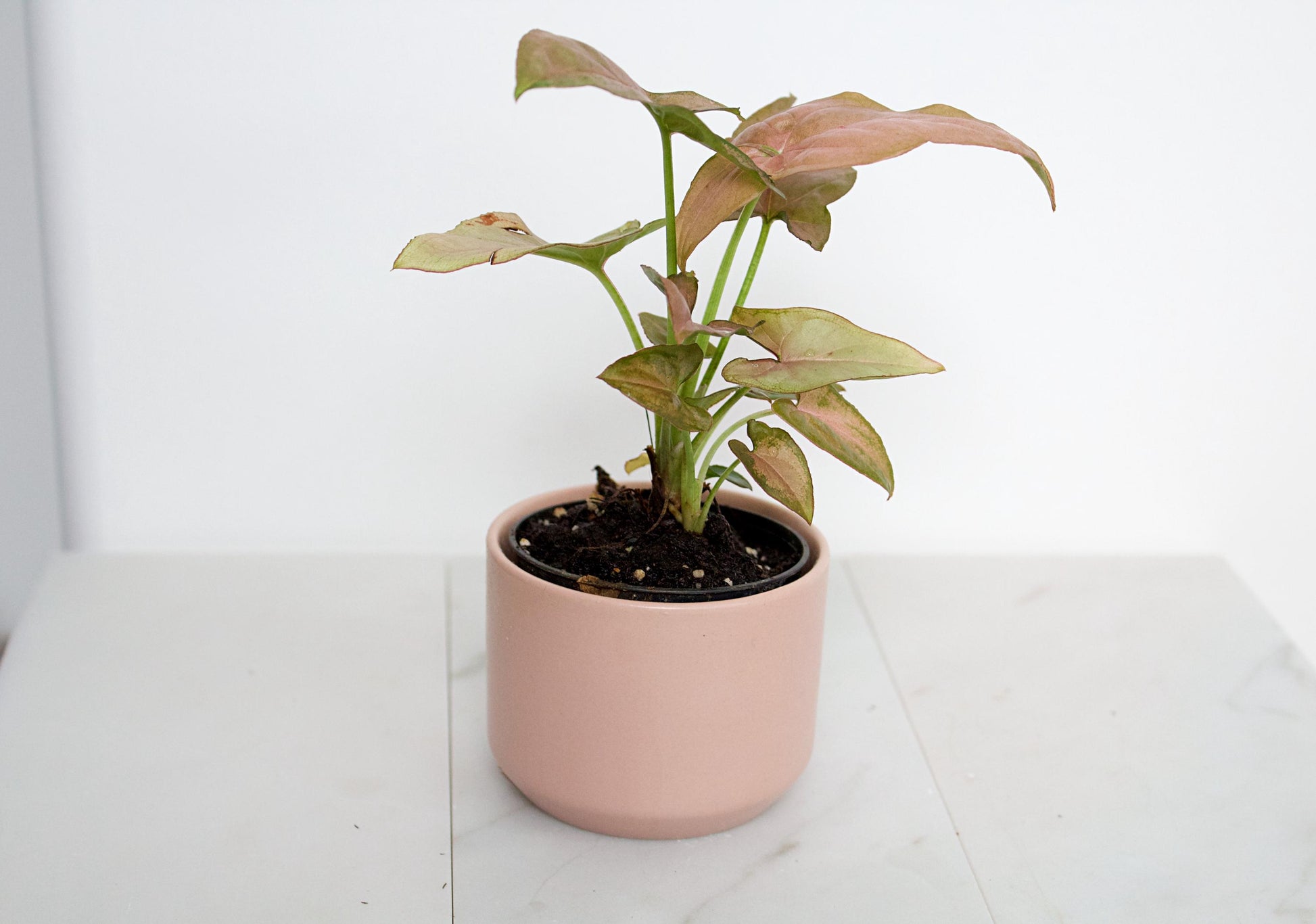 Pink Planter Ceramic Planter Mini Planter Small Planter Succulent Pot Cactus Planter Desk Decor Apartment Decor Plant Lover Gift Birthday Gift for Her Coworker Gift