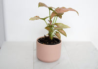 Pink Planter Ceramic Planter Mini Planter Small Planter Succulent Pot Cactus Planter Desk Decor Apartment Decor Plant Lover Gift Birthday Gift for Her Coworker Gift