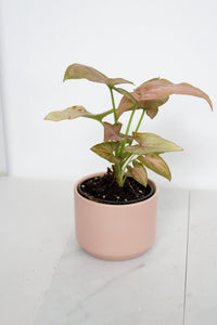 Small Planter Mini Planter Desk Planter Table Planter Apartment Decor Dorm Decor Small Space Decor Modern Decor Minimalist Decor Indoor Planter Pink Planter Ceramic Planter