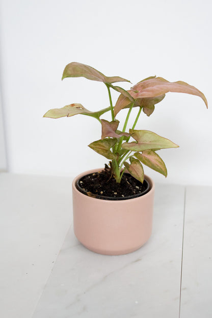 Small Planter Mini Planter Desk Planter Table Planter Apartment Decor Dorm Decor Small Space Decor Modern Decor Minimalist Decor Indoor Planter Pink Planter Ceramic Planter