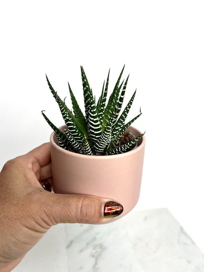 Small Planter Mini Planter Desk Planter Table Planter Apartment Decor Dorm Decor Small Space Decor Modern Decor Minimalist Decor Indoor Planter Pink Planter Ceramic Planter