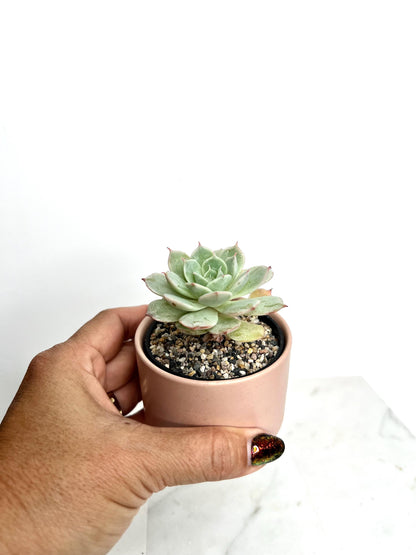 Pink Planter Ceramic Planter Mini Planter Small Planter Succulent Pot Cactus Planter Desk Decor Apartment Decor Plant Lover Gift Birthday Gift for Her Coworker Gift