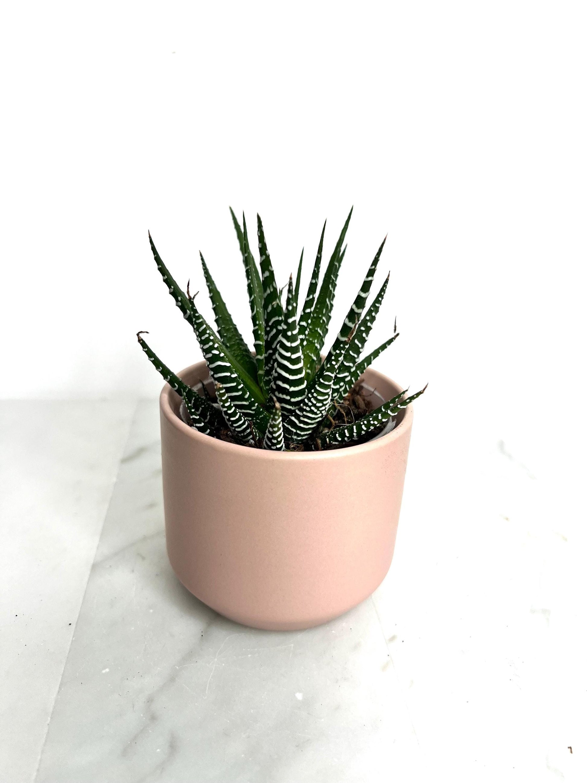 Small Planter Mini Planter Desk Planter Table Planter Apartment Decor Dorm Decor Small Space Decor Modern Decor Minimalist Decor Indoor Planter Pink Planter Ceramic Planter