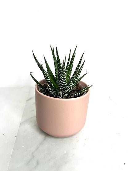 Small Planter Mini Planter Desk Planter Table Planter Apartment Decor Dorm Decor Small Space Decor Modern Decor Minimalist Decor Indoor Planter Pink Planter Ceramic Planter