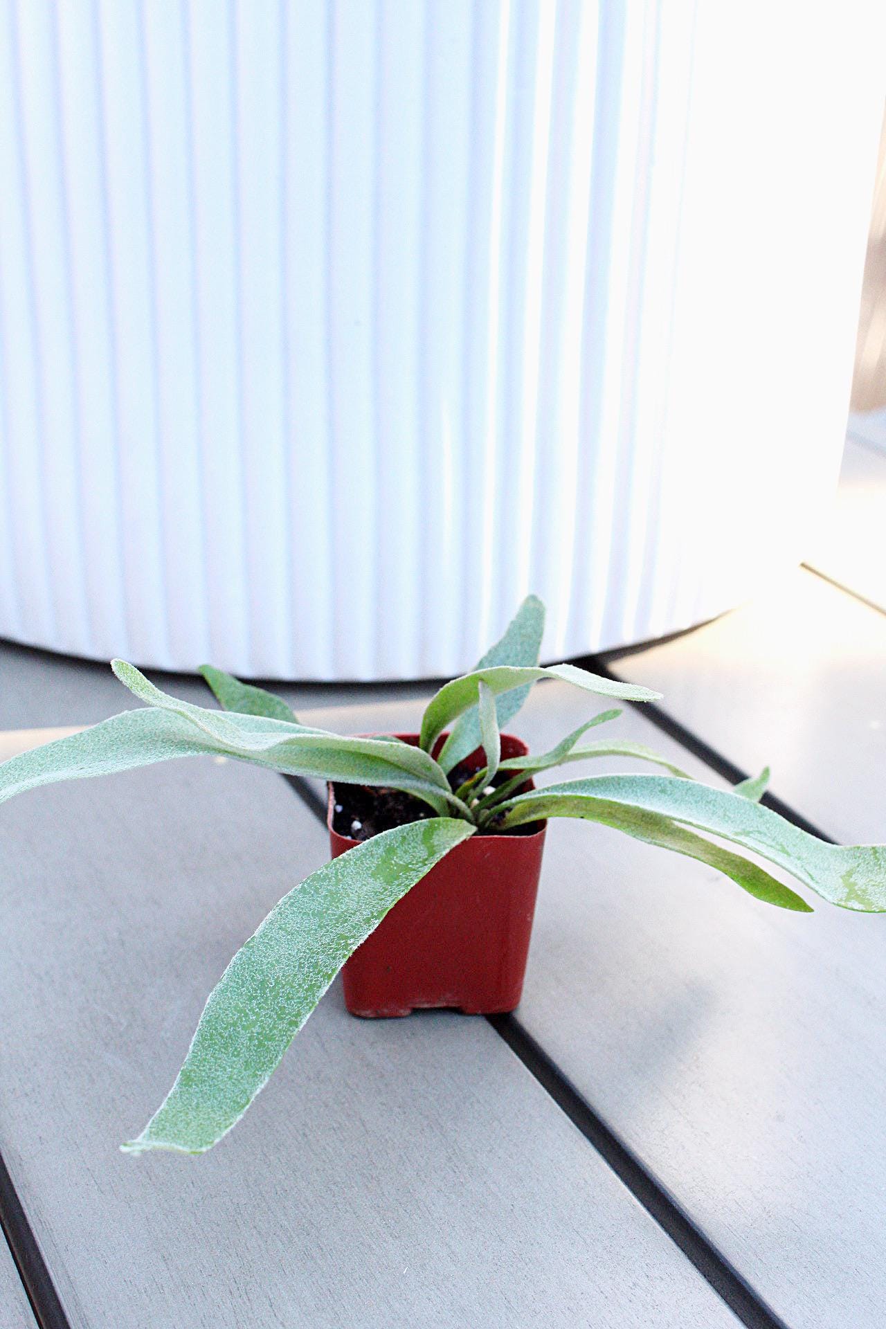 Miniature Plant Staghorn Fern Plant Silver Fern Live Houseplant Birthday Gift Christmas Gift Housewarming Gift Plant Lover Gift Gift for Plant Lover