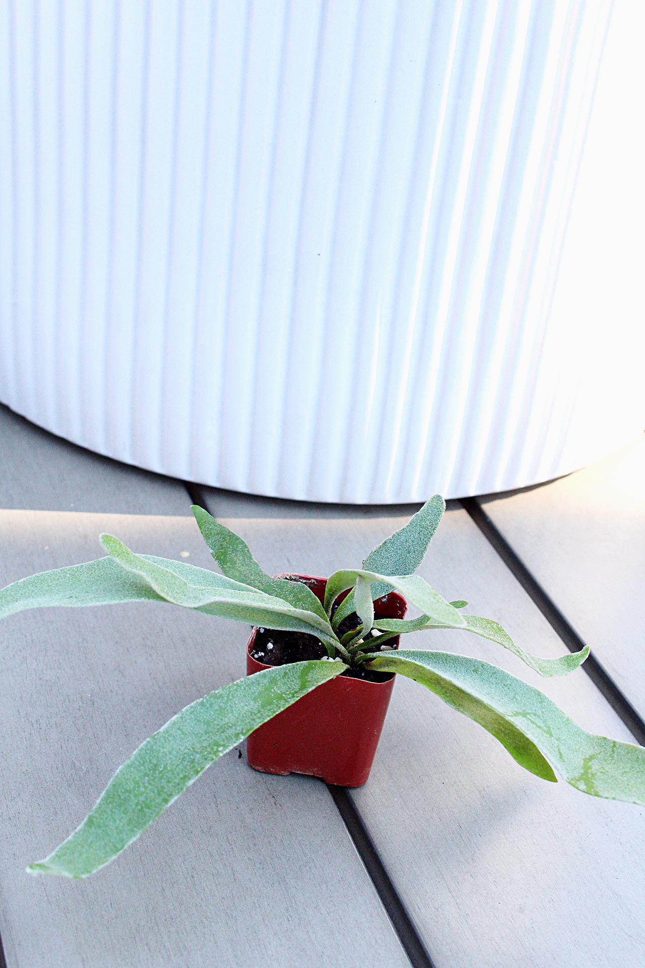 Indoor Fern Small Houseplant Desk Plant Beginner Plant Plant Gift Houseplant Enthusiast Gift Plant Collector Gift Office Plant Tropical Home Decor