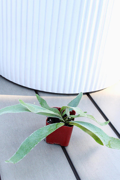 Indoor Fern Small Houseplant Desk Plant Beginner Plant Plant Gift Houseplant Enthusiast Gift Plant Collector Gift Office Plant Tropical Home Decor