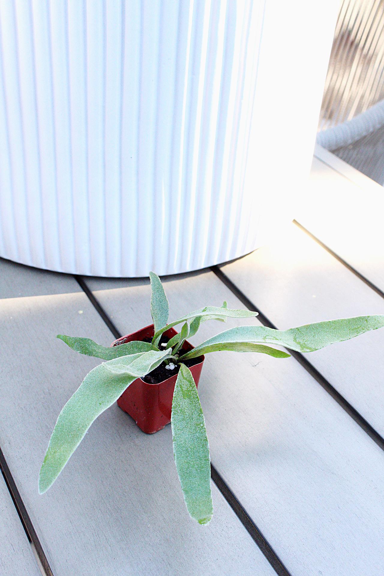 Miniature Plant Staghorn Fern Plant Silver Fern Live Houseplant Birthday Gift Christmas Gift Housewarming Gift Plant Lover Gift Gift for Plant Lover