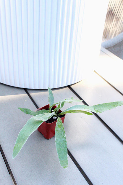 Miniature Plant Staghorn Fern Plant Silver Fern Live Houseplant Birthday Gift Christmas Gift Housewarming Gift Plant Lover Gift Gift for Plant Lover