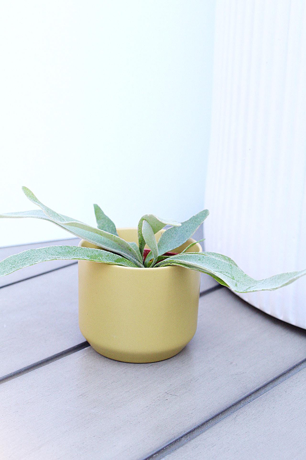 Staghorn Fern Plant Small Houseplant Desk Plant Office Plant Live Houseplant Birthday Gift Plant Plant Lover Gift Tropical Home Decor Indoor Fern Miniature Plant