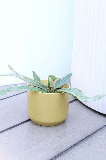 Staghorn Fern Plant Small Houseplant Desk Plant Office Plant Live Houseplant Birthday Gift Plant Plant Lover Gift Tropical Home Decor Indoor Fern Miniature Plant