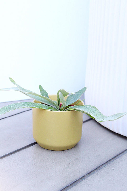 Staghorn Fern Plant Small Houseplant Desk Plant Office Plant Live Houseplant Birthday Gift Plant Plant Lover Gift Tropical Home Decor Indoor Fern Miniature Plant