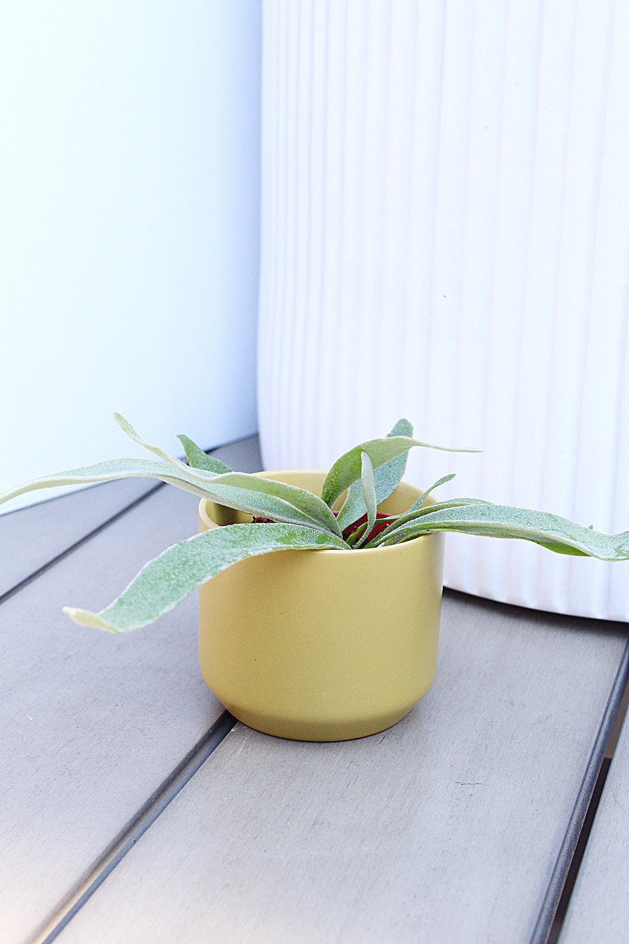 Silver Fern Plant Gift for Plant Lover Housewarming Plant Gift Christmas Plant Gift Birthday Plant Gift Office Desk Decor Apartment Plant Terrarium Plant