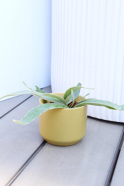 Silver Fern Plant Gift for Plant Lover Housewarming Plant Gift Christmas Plant Gift Birthday Plant Gift Office Desk Decor Apartment Plant Terrarium Plant