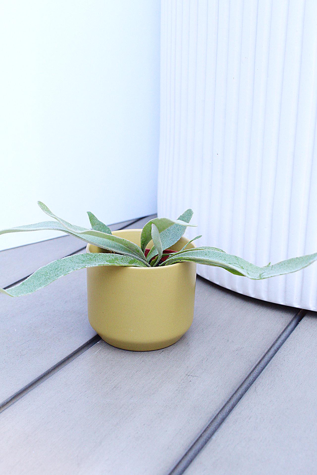 Silver Fern Plant Gift for Plant Lover Housewarming Plant Gift Christmas Plant Gift Birthday Plant Gift Office Desk Decor Apartment Plant Terrarium Plant