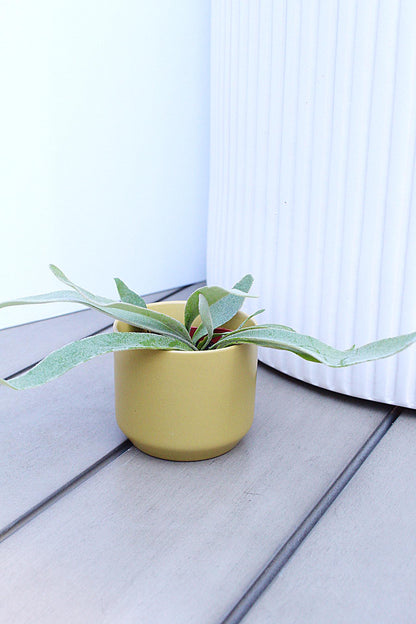 Silver Fern Plant Gift for Plant Lover Housewarming Plant Gift Christmas Plant Gift Birthday Plant Gift Office Desk Decor Apartment Plant Terrarium Plant