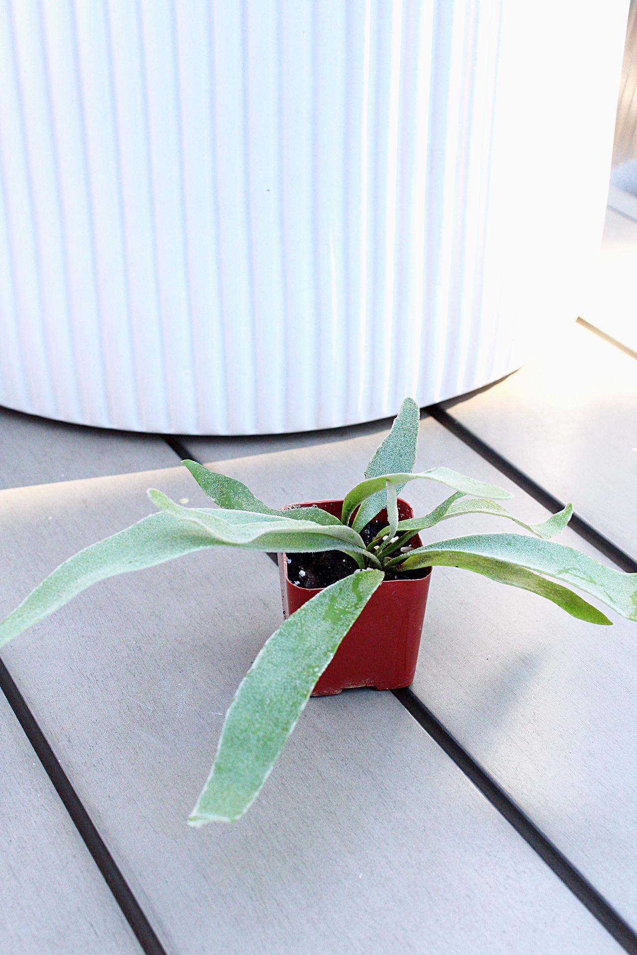 Desk Plant Office Plant Apartment Plant Indoor Fern Small Houseplant Tropical Home Decor Staghorn Fern Plant Silver Fern Plant Beginner Plant
