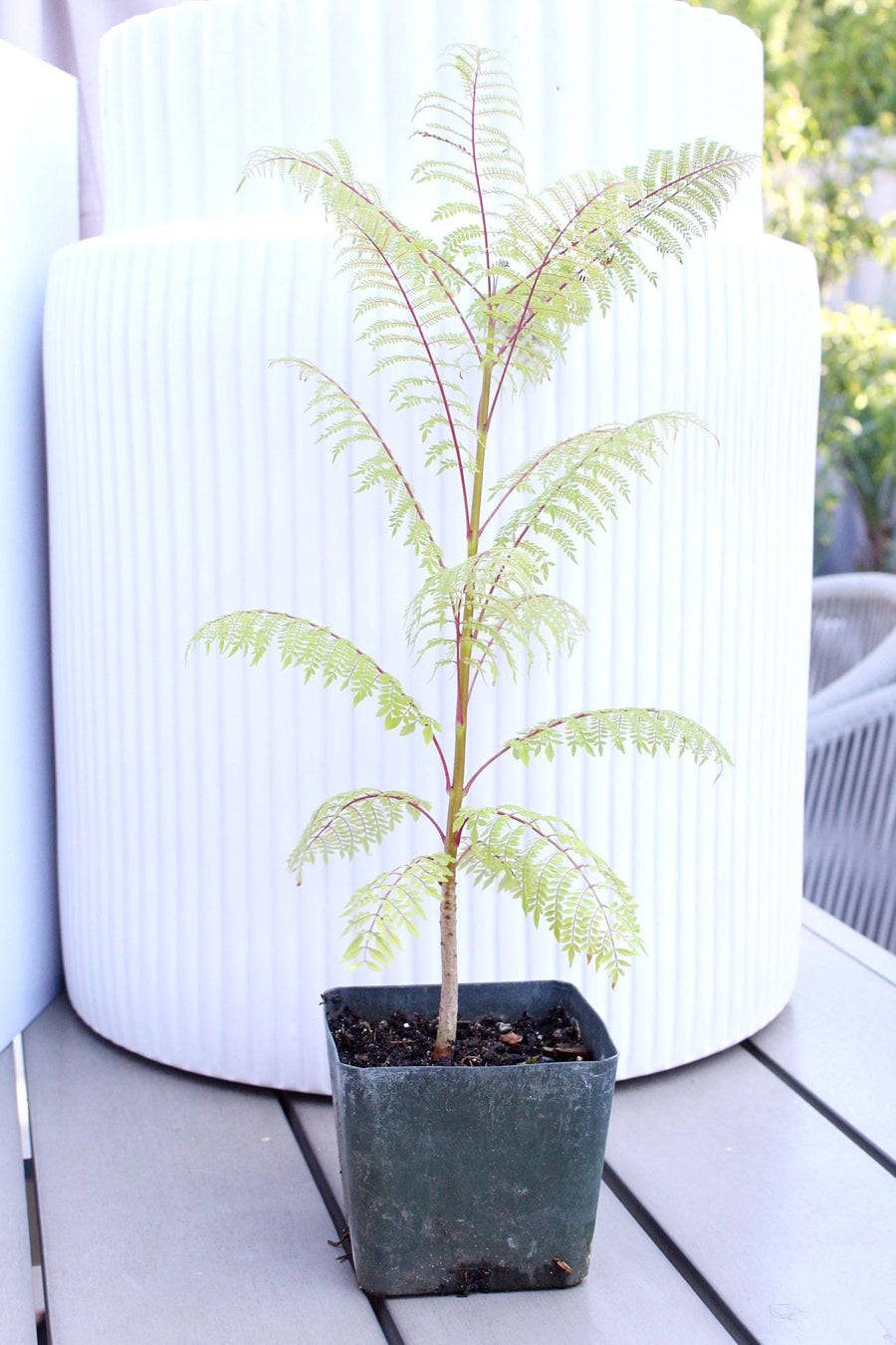 Jacaranda Mimosifolia Starter Exotic Plant Gift Tropical Garden Starter Ornamental Tree Seedling Live Plant for Garden Bonsai Project Starter Indoor Houseplant 4 inch pot