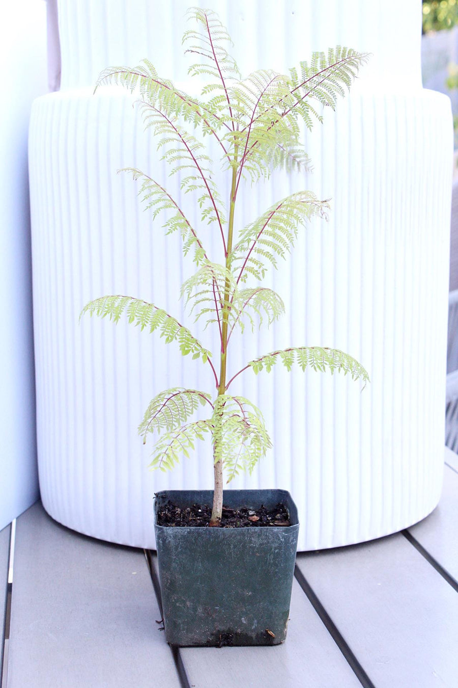 Jacaranda Mimosifolia Starter Exotic Plant Gift Tropical Garden Starter Ornamental Tree Seedling Live Plant for Garden Bonsai Project Starter Indoor Houseplant 4 inch pot