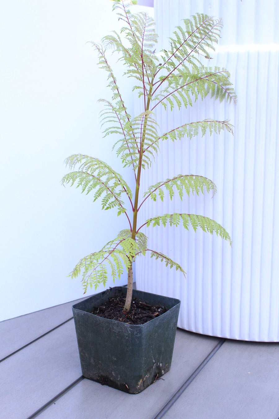 Jacaranda Mimosifolia Starter Exotic Plant Gift Tropical Garden Starter Ornamental Tree Seedling Live Plant for Garden Bonsai Project Starter Indoor Houseplant 4 inch pot purple flower tree