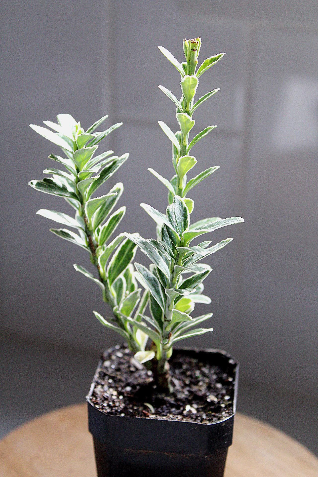 Buxus Sempervirens Variegata Variegated Boxwood Bonsai Starter Outdoor Plants Shrubs Hedges Topiary Landscaping Plants Beginner Friendly Plant Garden Design Plant Landscape Plant Formal Garden Plant Miniature Tree Starter Unique Variegated