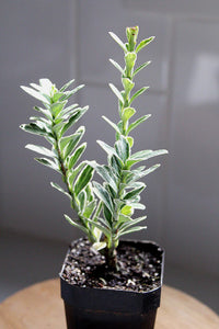 Buxus Sempervirens Variegata Variegated Boxwood Bonsai Starter Outdoor Plants Shrubs Hedges Topiary Landscaping Plants Beginner Friendly Plant Garden Design Plant Landscape Plant Formal Garden Plant Miniature Tree Starter Unique Variegated