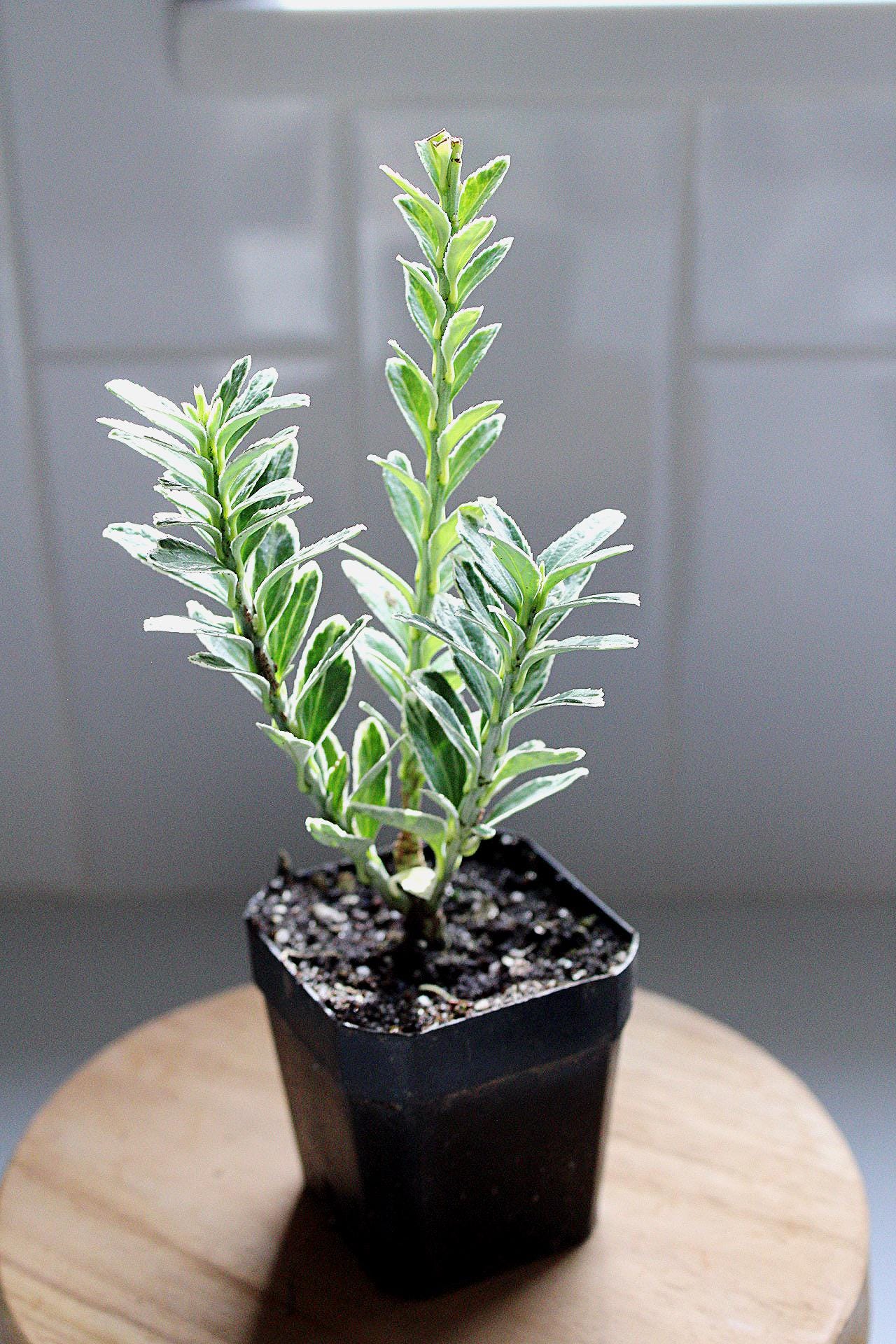 Boxwood Bonsai Starter Variegated Boxwood Plant Buxus Sempervirens Ornamental Plant Evergreen Shrub Container Gardening Patio Container Plant Garden Design Plant Landscape Plant Formal Garden Plant Miniature Tree Starter Garden Accent Plant