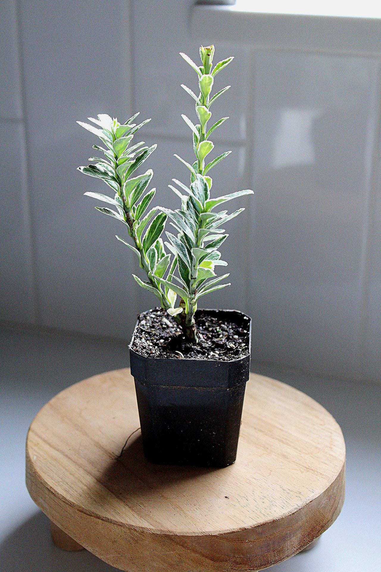 Live Variegated Boxwood Plant 3 Inch Tall 2 Inch Pot Rooted Established Plant Gift for Gardener Bonsai Starter Evergreen Shrub Container Gardening Plant Privacy Screen Plant Low Maintenance Shrub Formal Hedge Plant Garden Border Plant