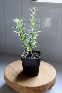 Live Variegated Boxwood Plant 3 Inch Tall 2 Inch Pot Rooted Established Plant Gift for Gardener Bonsai Starter Evergreen Shrub Container Gardening Plant Privacy Screen Plant Low Maintenance Shrub Formal Hedge Plant Garden Border Plant