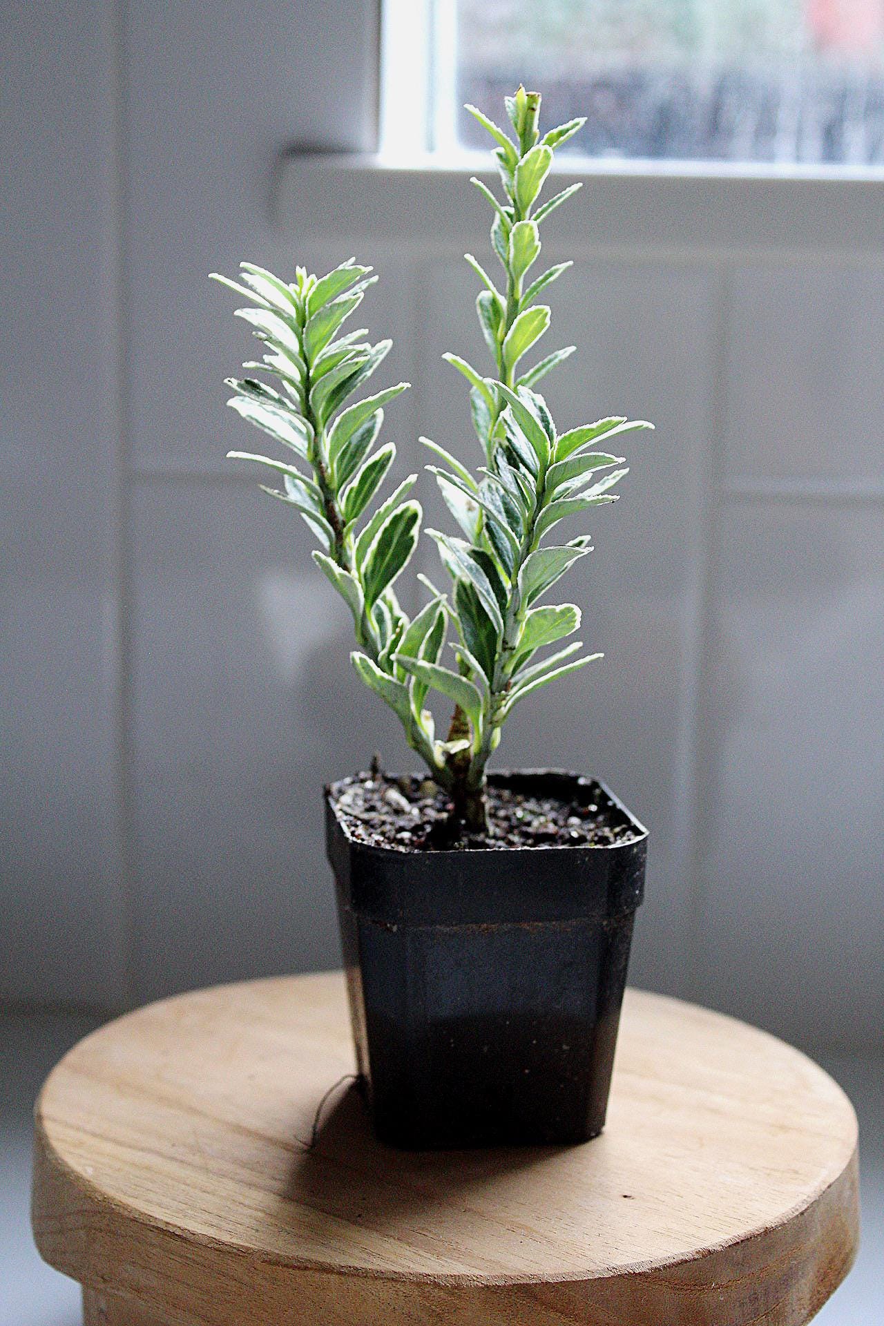 Live Variegated Boxwood Plant 3 Inch Tall 2 Inch Pot Rooted Established Plant Gift for Gardener Bonsai Starter Evergreen Shrub Container Gardening Plant Privacy Screen Plant Low Maintenance Shrub Formal Hedge Plant Garden Border Plant