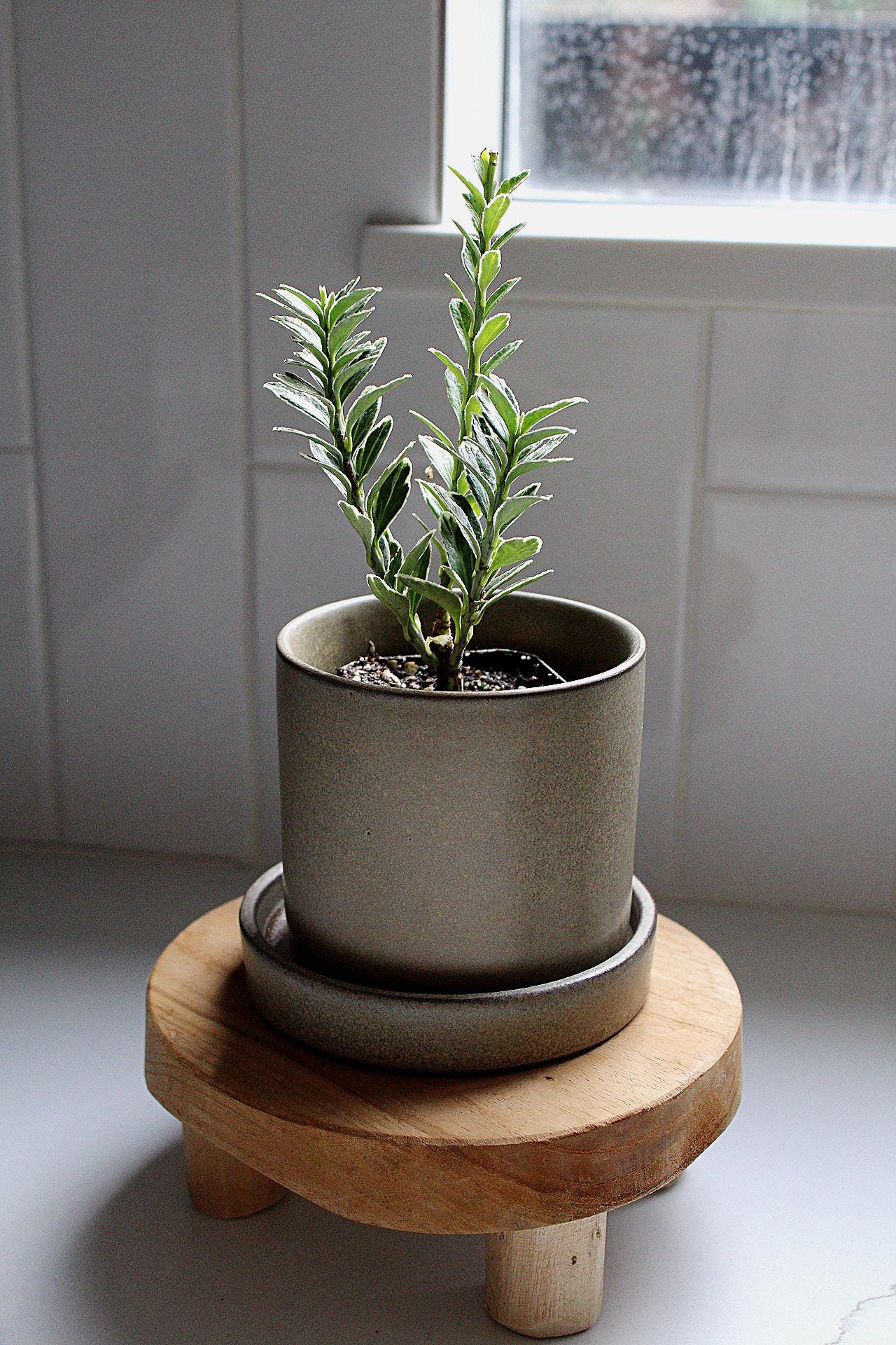 Buxus Sempervirens Variegata Variegated Boxwood Bonsai Starter Outdoor Plants Shrubs Hedges Topiary Landscaping Plants Beginner Friendly Plant Garden Design Plant Landscape Plant Formal Garden Plant Miniature Tree Starter Unique Variegated