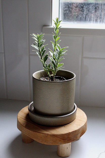 Buxus Sempervirens Variegata Variegated Boxwood Bonsai Starter Outdoor Plants Shrubs Hedges Topiary Landscaping Plants Beginner Friendly Plant Garden Design Plant Landscape Plant Formal Garden Plant Miniature Tree Starter Unique Variegated