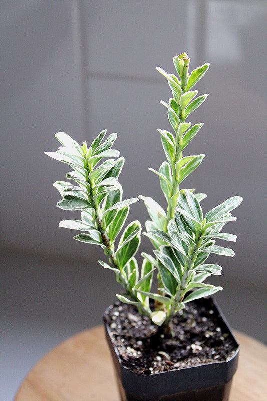Variegated Boxwood Plant Boxwood Bonsai Starter Buxus Sempervirens Live Plant Bonsai Starter Plant Garden Border Plant Evergreen Shrub Ornamental Plant Container Gardening Plant Patio Container Plant Garden Accent Plant Gift for Plant Lovern