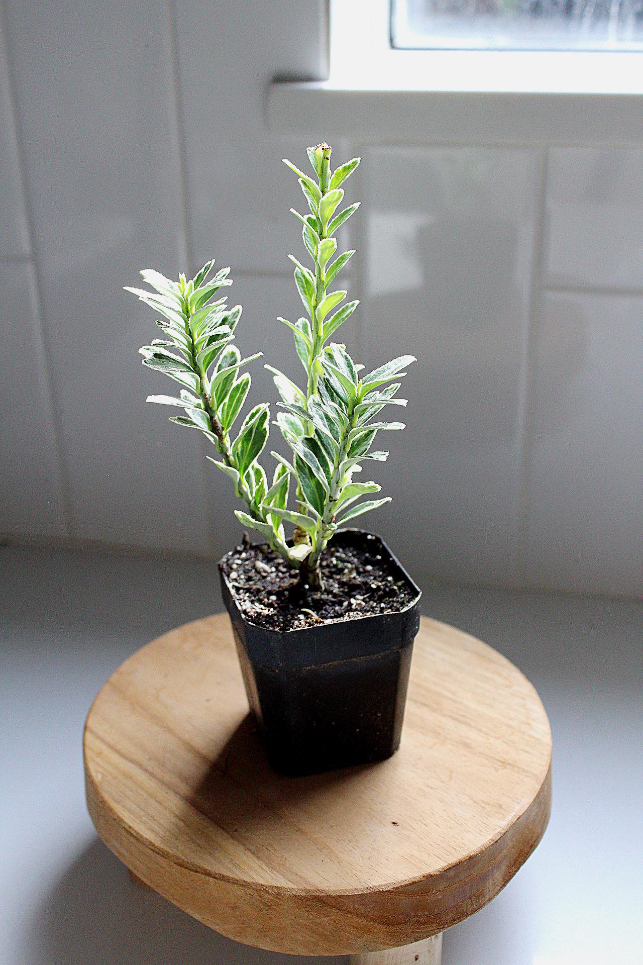 Variegated Boxwood Buxus Sempervirens Bonsai Starter Outdoor Plant Shrub Hedge Topiary Landscaping Plant Beginner Friendly Plant Gift for Plant Lover Unique Variegated Plant Low Maintenance Shrub Formal Hedge Plant Privacy Screen Plant