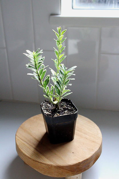 Variegated Boxwood Buxus Sempervirens Bonsai Starter Outdoor Plant Shrub Hedge Topiary Landscaping Plant Beginner Friendly Plant Gift for Plant Lover Unique Variegated Plant Low Maintenance Shrub Formal Hedge Plant Privacy Screen Plant