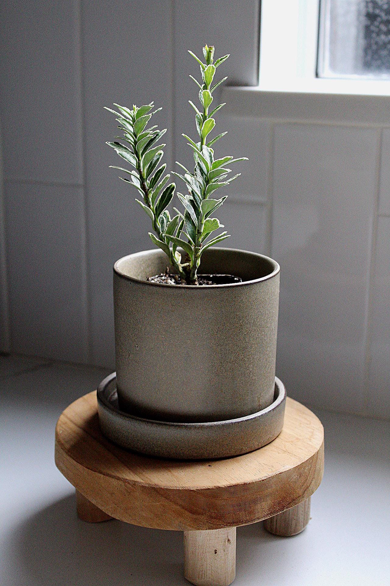 Variegated Boxwood Plant Boxwood Bonsai Starter Buxus Sempervirens Live Plant Bonsai Starter Plant Garden Border Plant Evergreen Shrub Ornamental Plant Container Gardening Plant Patio Container Plant Garden Accent Plant Gift for Plant Lover