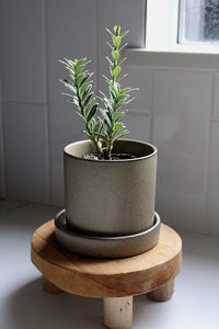 Variegated Boxwood Plant Boxwood Bonsai Starter Buxus Sempervirens Live Plant Bonsai Starter Plant Garden Border Plant Evergreen Shrub Ornamental Plant Container Gardening Plant Patio Container Plant Garden Accent Plant Gift for Plant Lover
