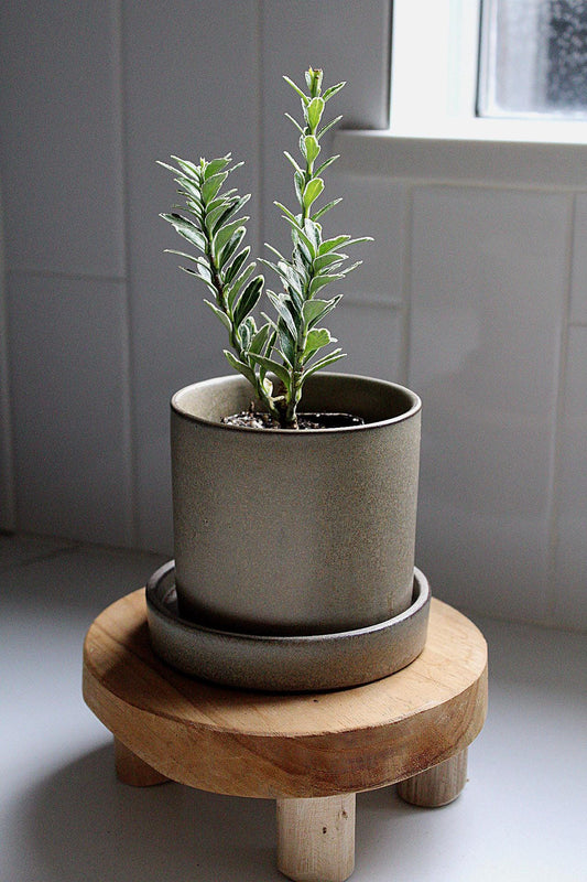 Variegated Boxwood Plant Boxwood Bonsai Starter Buxus Sempervirens Live Plant Bonsai Starter Plant Garden Border Plant Evergreen Shrub Ornamental Plant Container Gardening Plant Patio Container Plant Garden Accent Plant Gift for Plant Lover