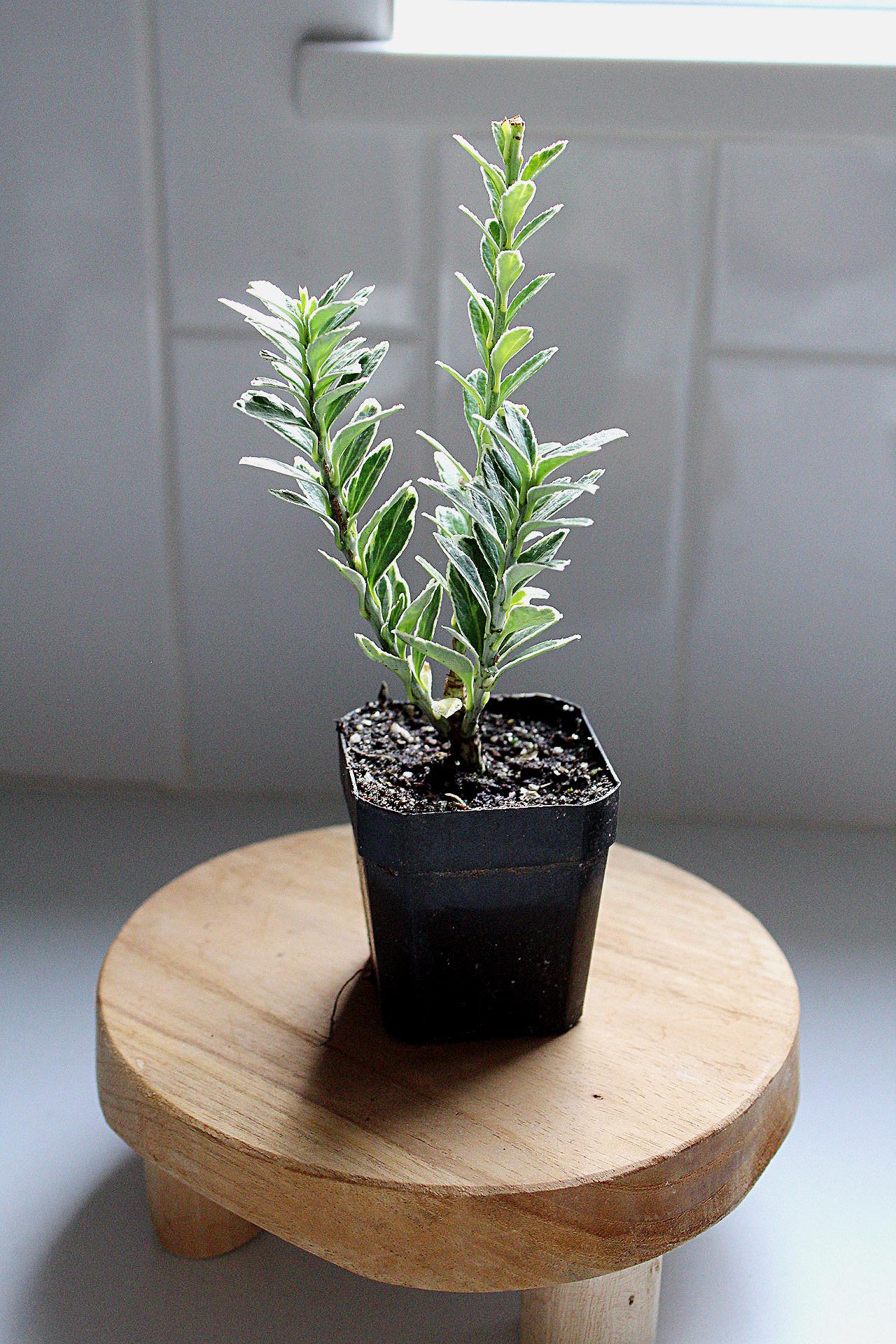 Boxwood Bonsai Starter Variegated Boxwood Plant Buxus Sempervirens Ornamental Plant Evergreen Shrub Container Gardening Patio Container Plant Garden Design Plant Landscape Plant Formal Garden Plant Miniature Tree Starter Garden Accent Plant