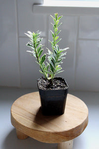 Boxwood Bonsai Starter Variegated Boxwood Plant Buxus Sempervirens Ornamental Plant Evergreen Shrub Container Gardening Patio Container Plant Garden Design Plant Landscape Plant Formal Garden Plant Miniature Tree Starter Garden Accent Plant