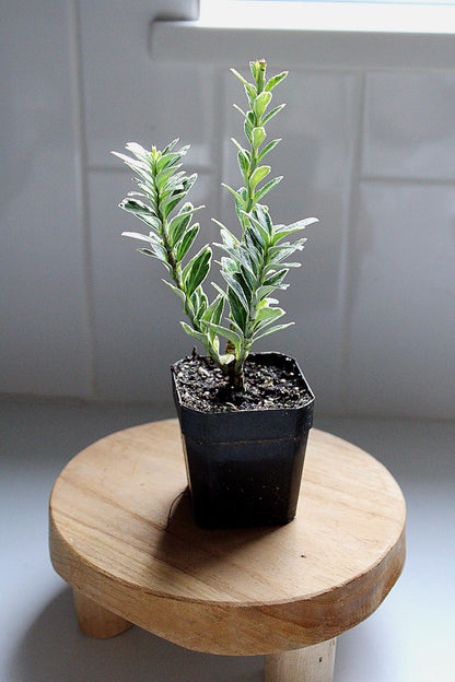 Boxwood Bonsai Starter Variegated Boxwood Plant Buxus Sempervirens Ornamental Plant Evergreen Shrub Container Gardening Patio Container Plant Garden Design Plant Landscape Plant Formal Garden Plant Miniature Tree Starter Garden Accent Plant