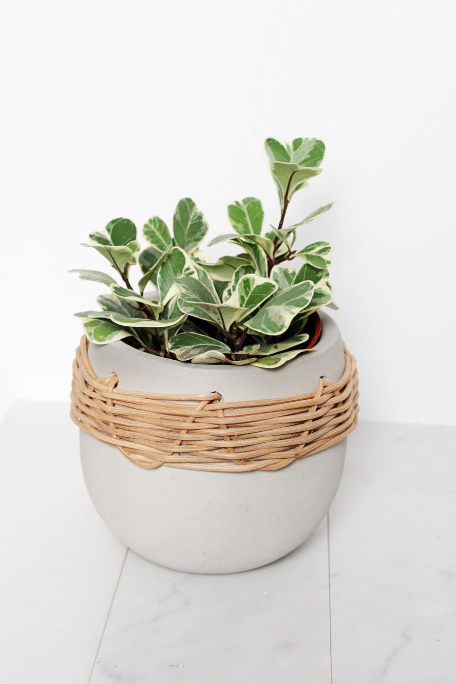 Ficus Triangularis Variegated – Rare Indoor Fig Tree in 4