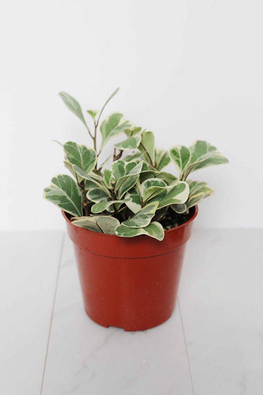 Ficus Triangularis Variegated – Rare Indoor Fig Tree in 4